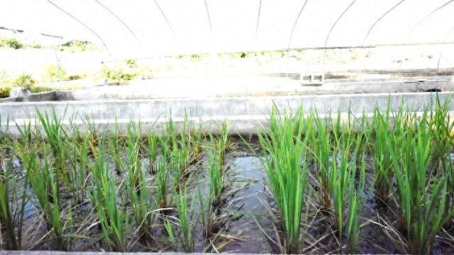 蛇年“开门红”！沪科学家成果登上Nature：发现农业“后绿色革命”基因