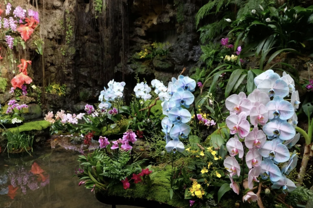 600余种兰花盛放！来华南国家植物园“花”式过大年