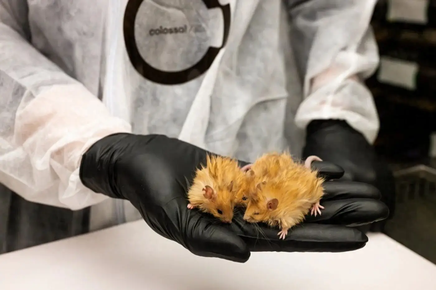 3月6日外媒科学网站摘要：实验室惊现长毛鼠，猛犸象要归来？