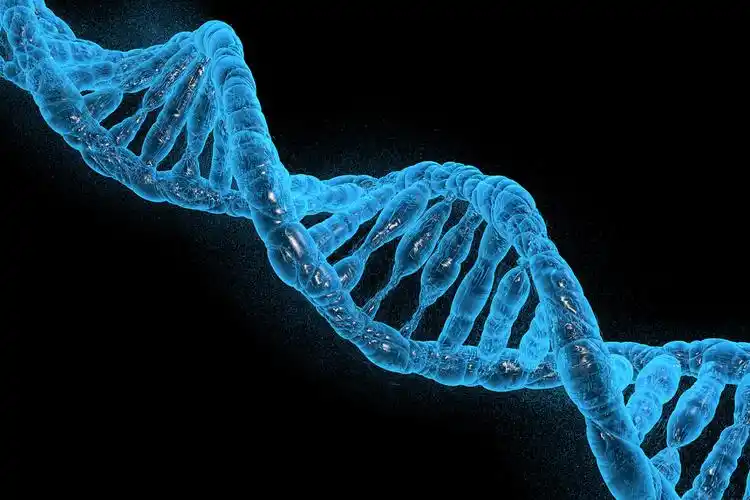 3月10日外媒科学网站摘要：科学家发现癌细胞的致命DNA缺口