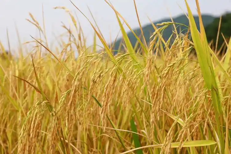 3月20日外媒科学网站摘要：减少农药使用，新方法激活作物抗虫”生物盾牌”