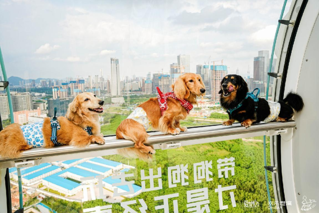 323国际小狗日 摩天轮开启宠物友好新模式