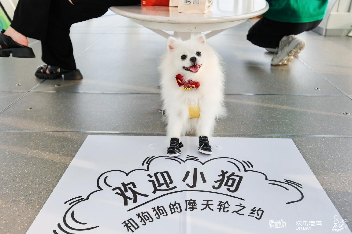 323国际小狗日 摩天轮开启宠物友好新模式