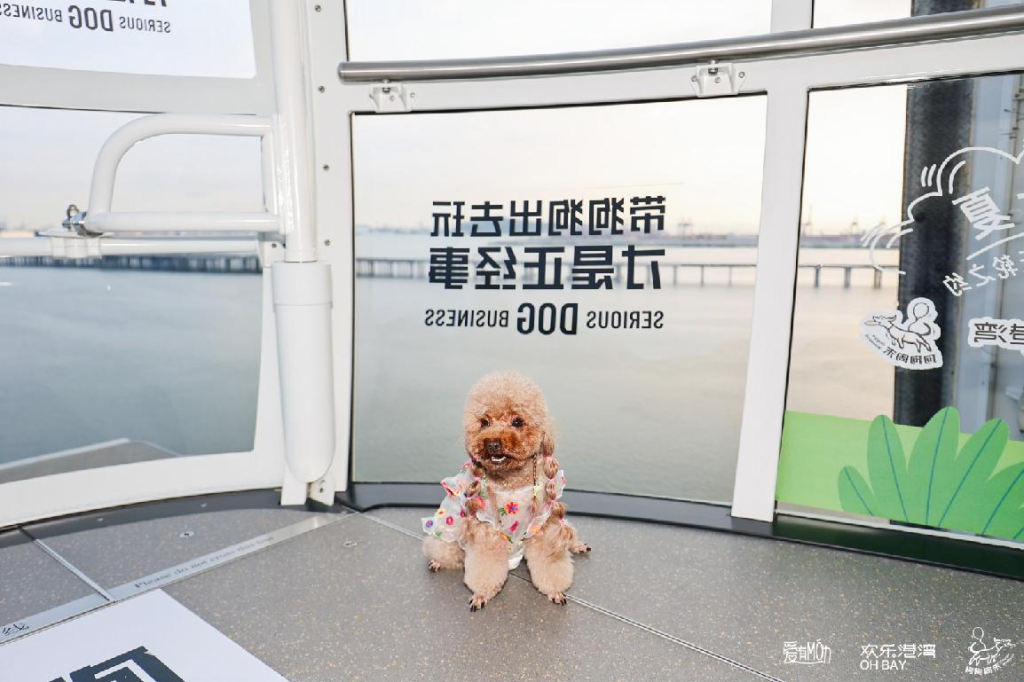 323国际小狗日 摩天轮开启宠物友好新模式
