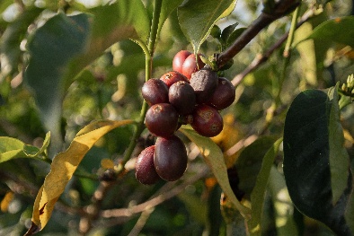 盛放哥伦比亚 Blooming Colombia——Grid Coffee产地季上新