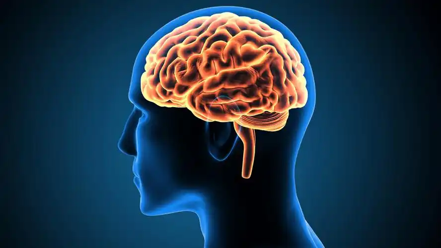 4月8日外媒科学网站摘要：为什么说三岁看老？早期经历对大脑有终身影响