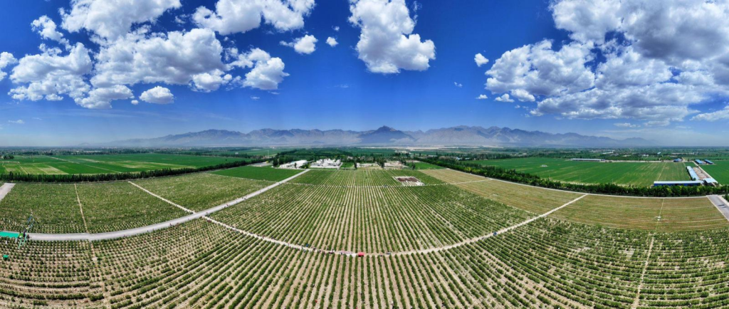 头茬枸杞六月红！第八届枸杞产业博览会暨宁夏枸杞开园节
