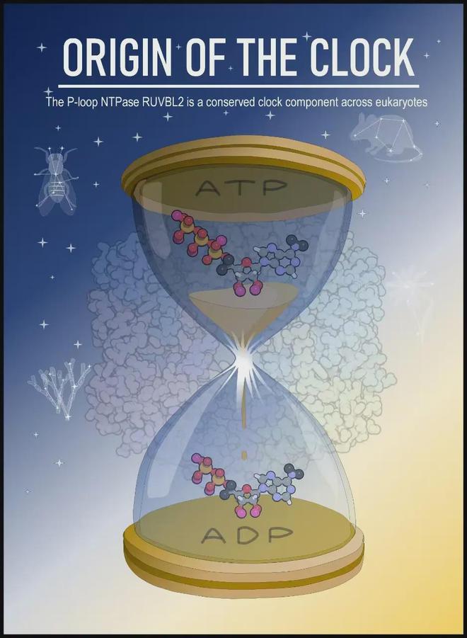 一个“不受欢迎”的研究，怎样发现了35亿年进化史中的生物钟密码