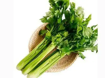吃芹菜减肥美容 详解芹菜的多种药用功效