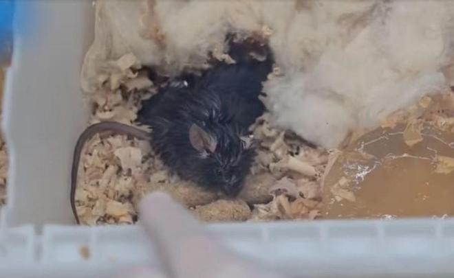 小鼠、斑马鱼等空间站第九批科学实验样品顺利返回并交付科学家