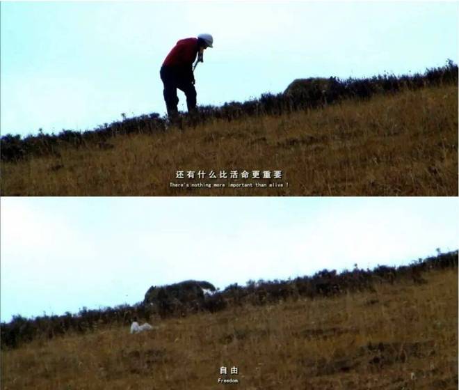 《重返狼群》火了,揭秘优酷独家上线12集完整版纪录片的背后