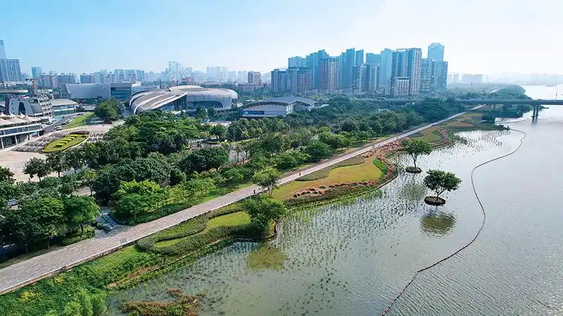 瞭望｜广州：因地制宜繁育海上森林