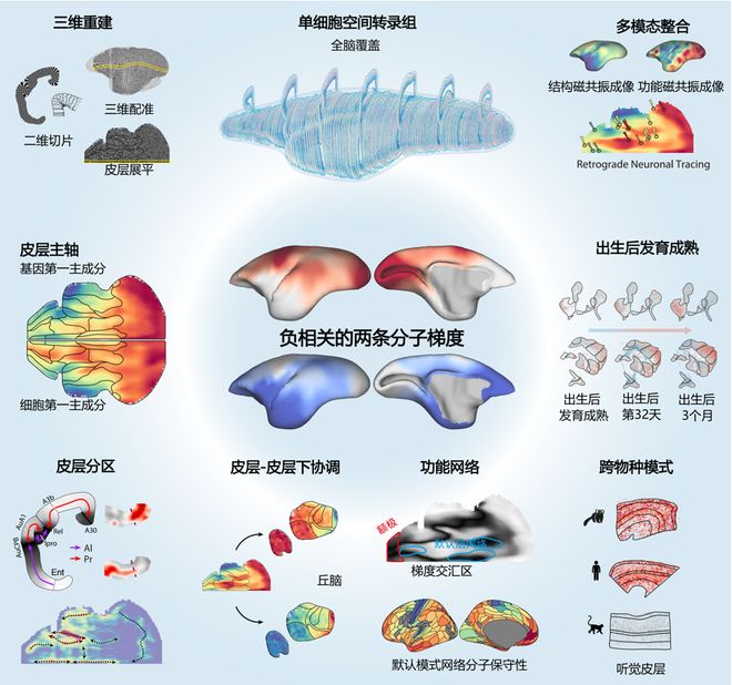 终结百年争论!上海科学家领衔绘制大脑皮层“双极地图”,为脑科学推开新大门
