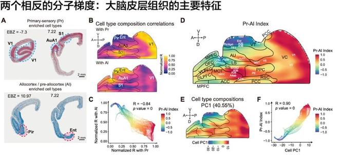 终结百年争论!上海科学家领衔绘制大脑皮层“双极地图”,为脑科学推开新大门