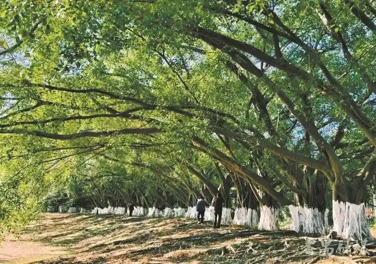 1.72万亿撬动绿色转型｜建设美丽广州 打造美丽中国城市样板