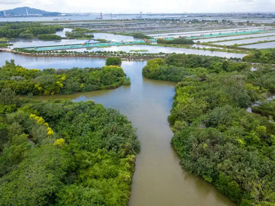 “蓝碳” 变“金山”，广州首个海洋碳汇项目减排量签发